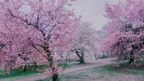 Pink cherry blossom tree by road against sky
