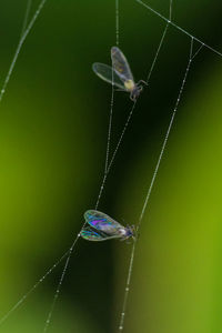 Close-up of spider on web