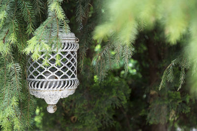 Close-up of decoration hanging on tree in yard