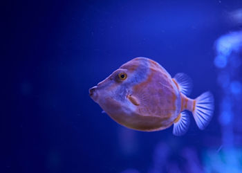 Raor fish swimming in the sea. algae, rocks, luminosity, ocean