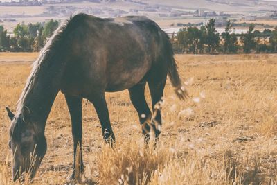 Horse grazing on field