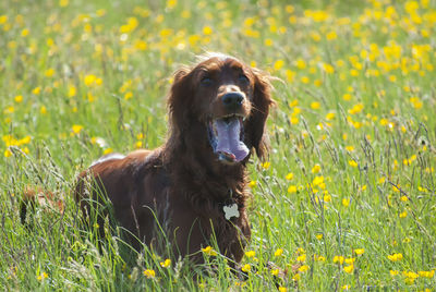 View of dog on field