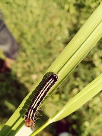 Close-up of insect on plant