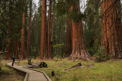 View of men on tree trunk