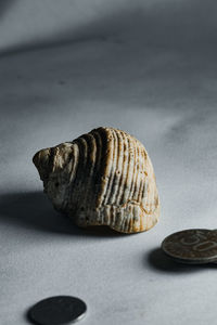 Close-up of seashell on the table