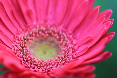 Close-up of pink flower