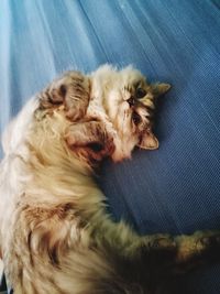 Cat sleeping on carpet