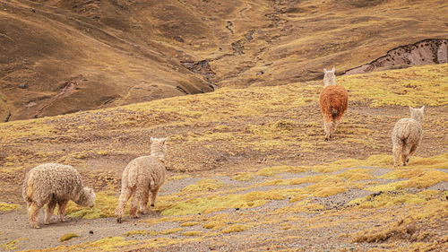 Sheep grazing in a field