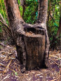 View of tree trunk in forest