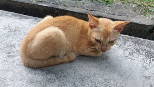 Close-up of ginger cat sitting outdoors