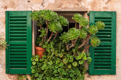 Potted plants