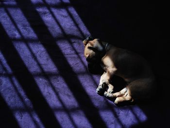 High angle view of puppy sitting on bed