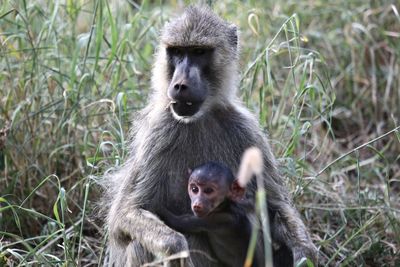 Close-up of monkey sitting on grass