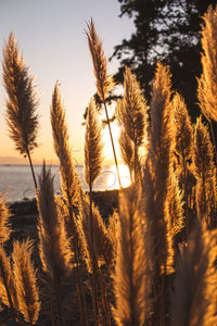 Close-up of stalks against sky at sunset