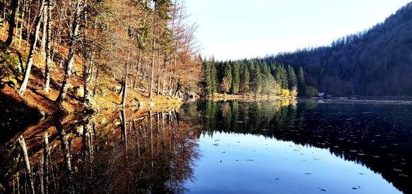Scenic view of lake in forest against sky
