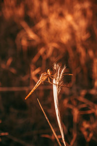 Close-up of wilted plant on field