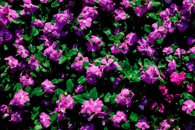 High angle view of pink flowering plants