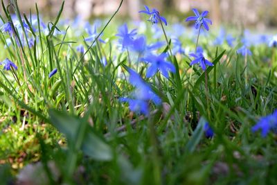 Close-up of purple crocus flowers