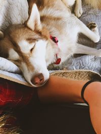 Close-up of dog sleeping on bed at home