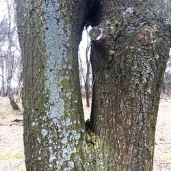 Close-up of tree trunk