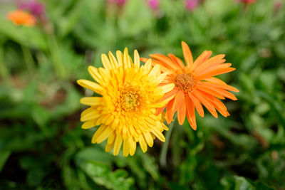 Close-up of yellow flowering plant