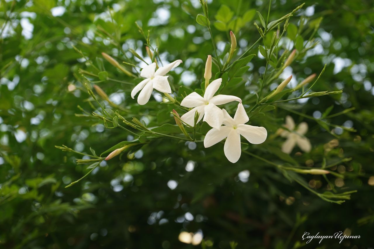 CLOSE-UP OF WHITE FLOWERING PLANT WITH LEAVES