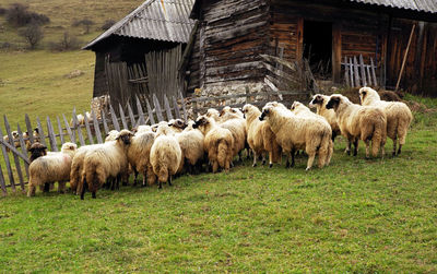 Flock of sheep on field by barn 