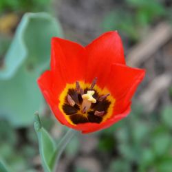 Close-up of red flower blooming outdoors