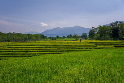 Indonesian natural scenery on the hills of leaves when the weather is sunny in the green rice fields