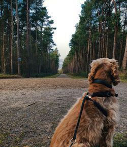 Golden cocker spaniel