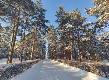 Road amidst trees in forest during winter