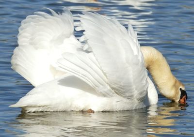 Close-up of swan swimming in lake