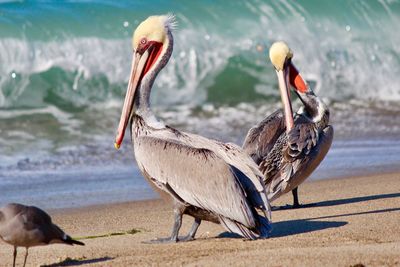 Pelicans perching at beach during sunny day