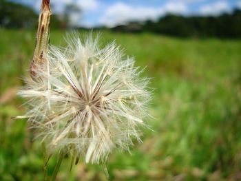 Close-up of dandelion flower