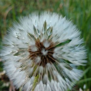 Close-up of white flower