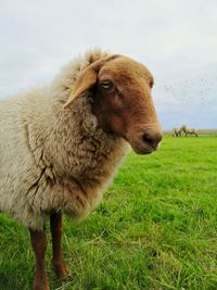 Sheep standing in a field