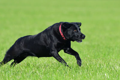 Close up of a young black labrador running through a field