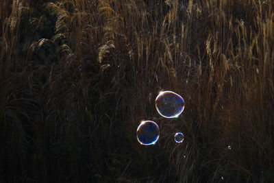 High angle view of bubbles over grassy field