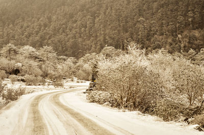 Road amidst trees in forest during winter