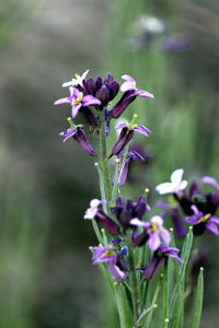 Close-up of purple flowering plant