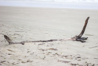 Driftwood in sand at beach 