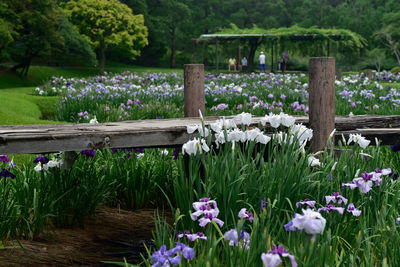 Purple flowering plants in park