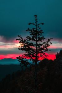 Low angle view of silhouette trees against sky at sunset