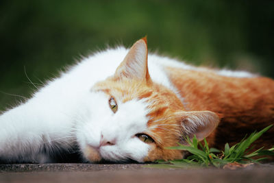 Close-up of cat resting