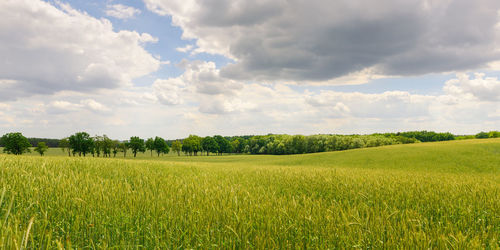 Scenic view of agricultural field against sky