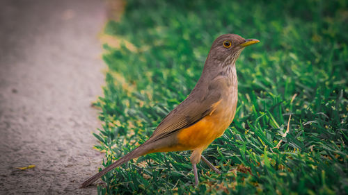 Close-up of a bird perching on a field