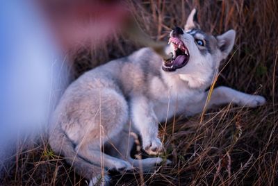 High angle view of dog barking on grassy land