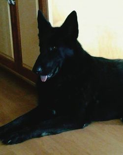 Portrait of black dog sitting at home