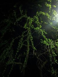 Close-up of tree at night