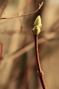 Close-up of flower bud